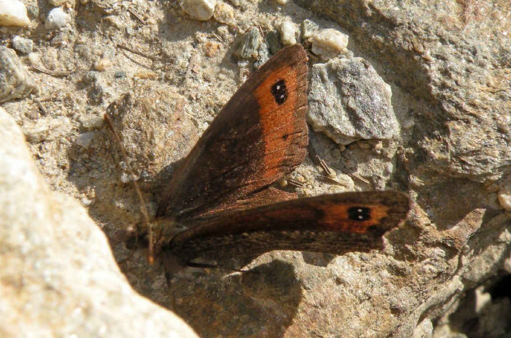 Forse Erebia montana?